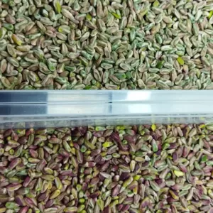 Pistachio Color Sorting Machine: Enhancing Quality with Precision Sorting