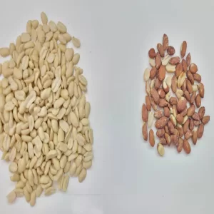 Peanut Sorting: Efficient Color Sorter at Work