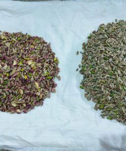 Mmctech color sorting for seeds,nuts, pulses and grains