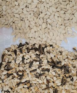 Efficient sorting of Oil seeds pumpkin with Color Sorter