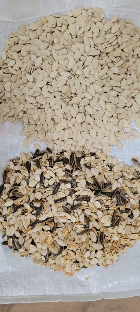Efficient sorting of Oil seeds pumpkin with Color Sorter