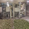 High-Efficiency Dry Peas Processing & Hulling Plant for Maximum Yield