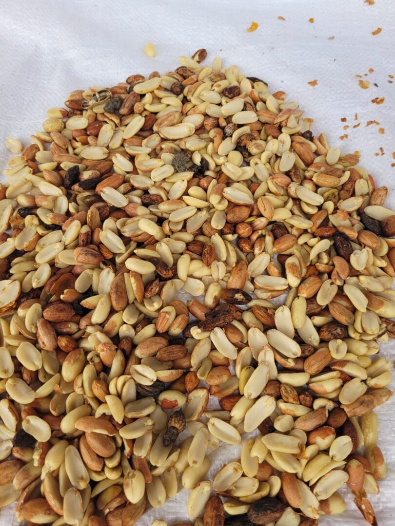 Research small scale Color Sorter Single Channel for grains and seeds